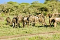 Ndutu Gnu flok20_1